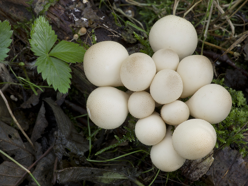 Lycoperdon pyriforme